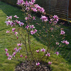 Dwarf Purple Magnolia Tree | Magnolia 'Susan' Ornamental Trees