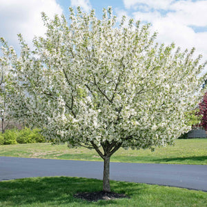 'Evereste' Crabapple Tree Ornamental Trees