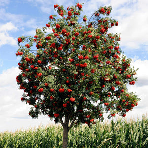 Mountain Ash Rowan Tree | Sorbus aucuparia Ornamental Trees