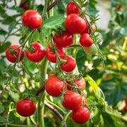 'Gardeners Delight' Tomato Plants Vegetables