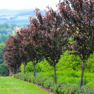 Purple Leaf Cherry Blossom Tree | Prunus serrulata 'Royal Burgundy' Ornamental Trees