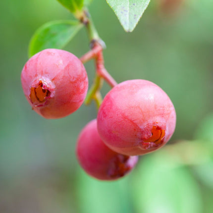 'Pink Lemonade' Blueberry Bush Soft Fruit