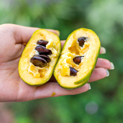 Paw-Paw Plant | Asimina Triloba Soft Fruit