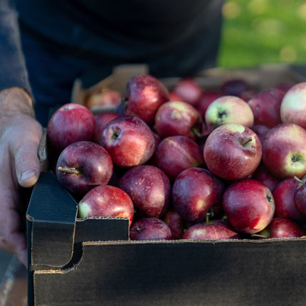 'Spartan' Apple Tree Fruit Trees