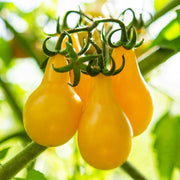 'Peardrop' Yellow Tomato Plant