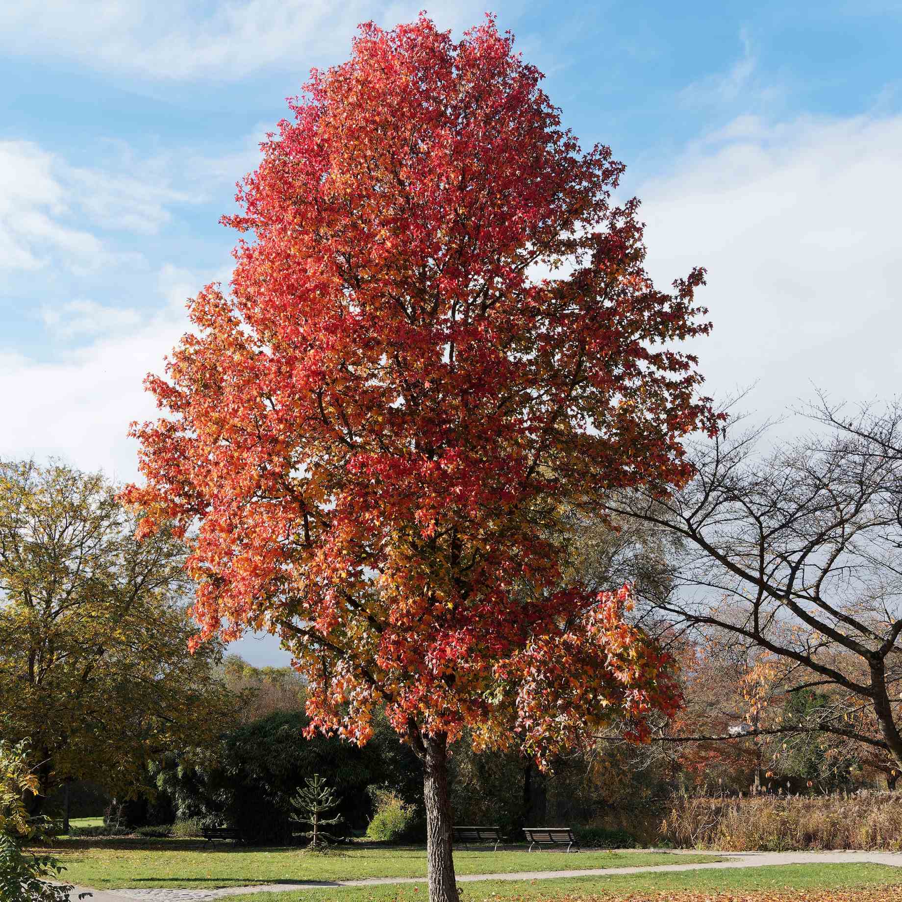 'Thea' Liquidambar Tree