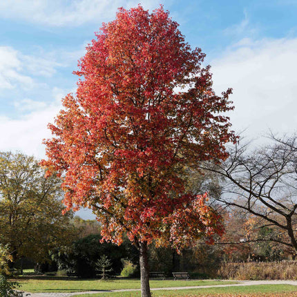 'Thea' Liquidambar Tree Ornamental Trees