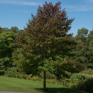 Sweetgum Tree | Liquidambar styraciflua 'Worplesdon' Ornamental Trees