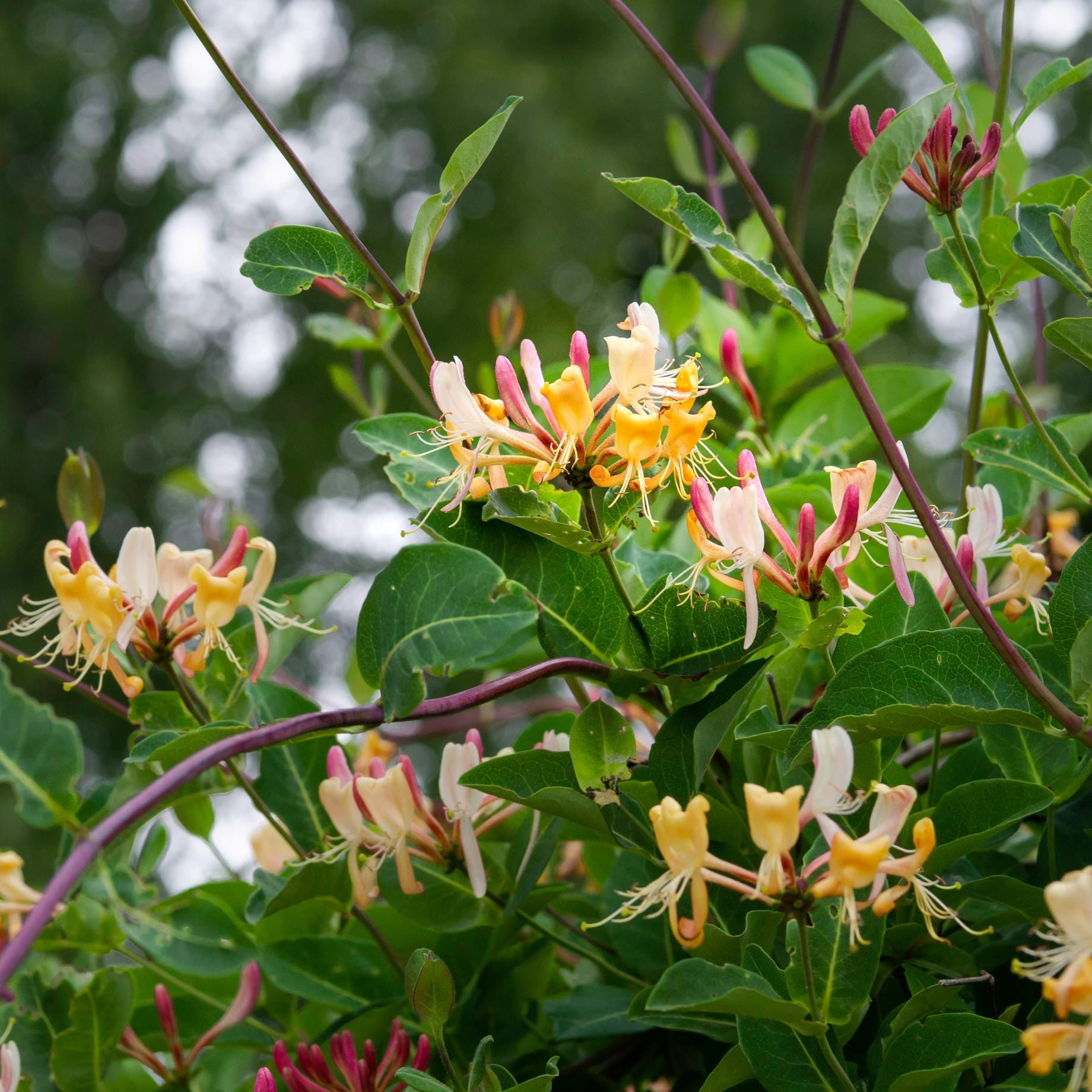 Late Dutch Honeysuckle | Lonicera periclymenum 'Serotina'