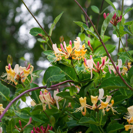 Late Dutch Honeysuckle | Lonicera periclymenum 'Serotina' Climbing Plants