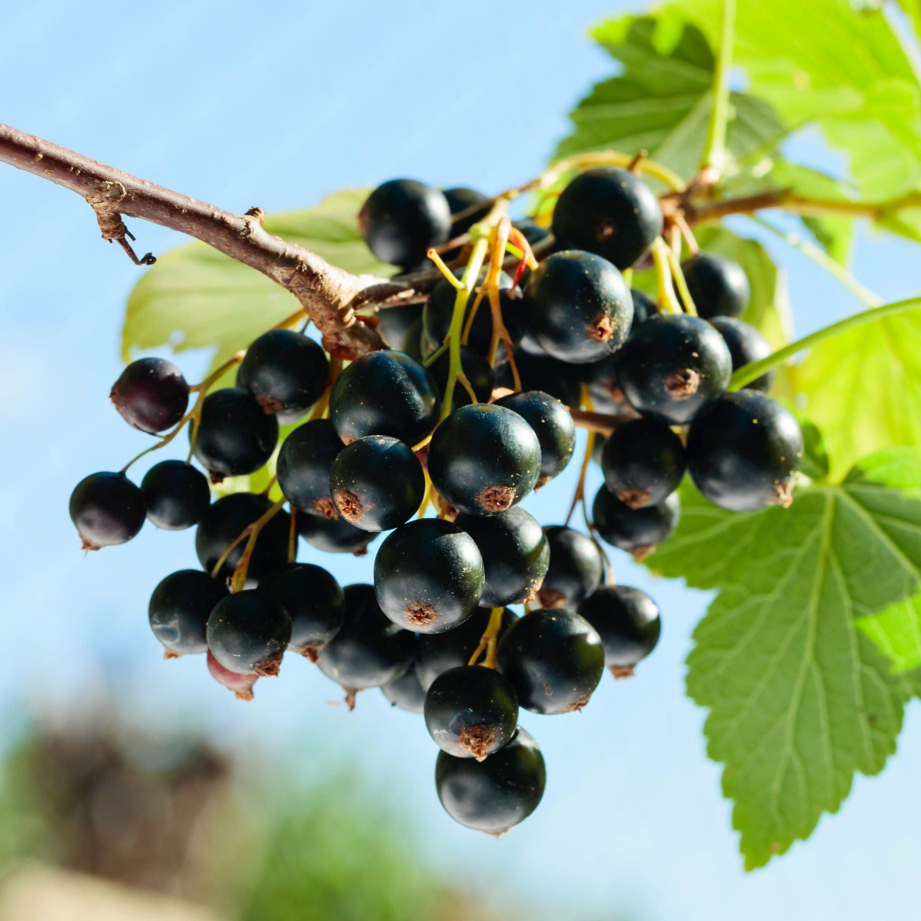 'Big Ben' Blackcurrant Bush