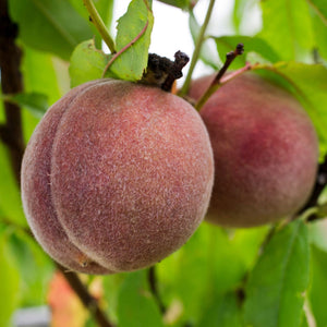 'Peche de Vigne' Bloody Peach Tree Fruit Trees