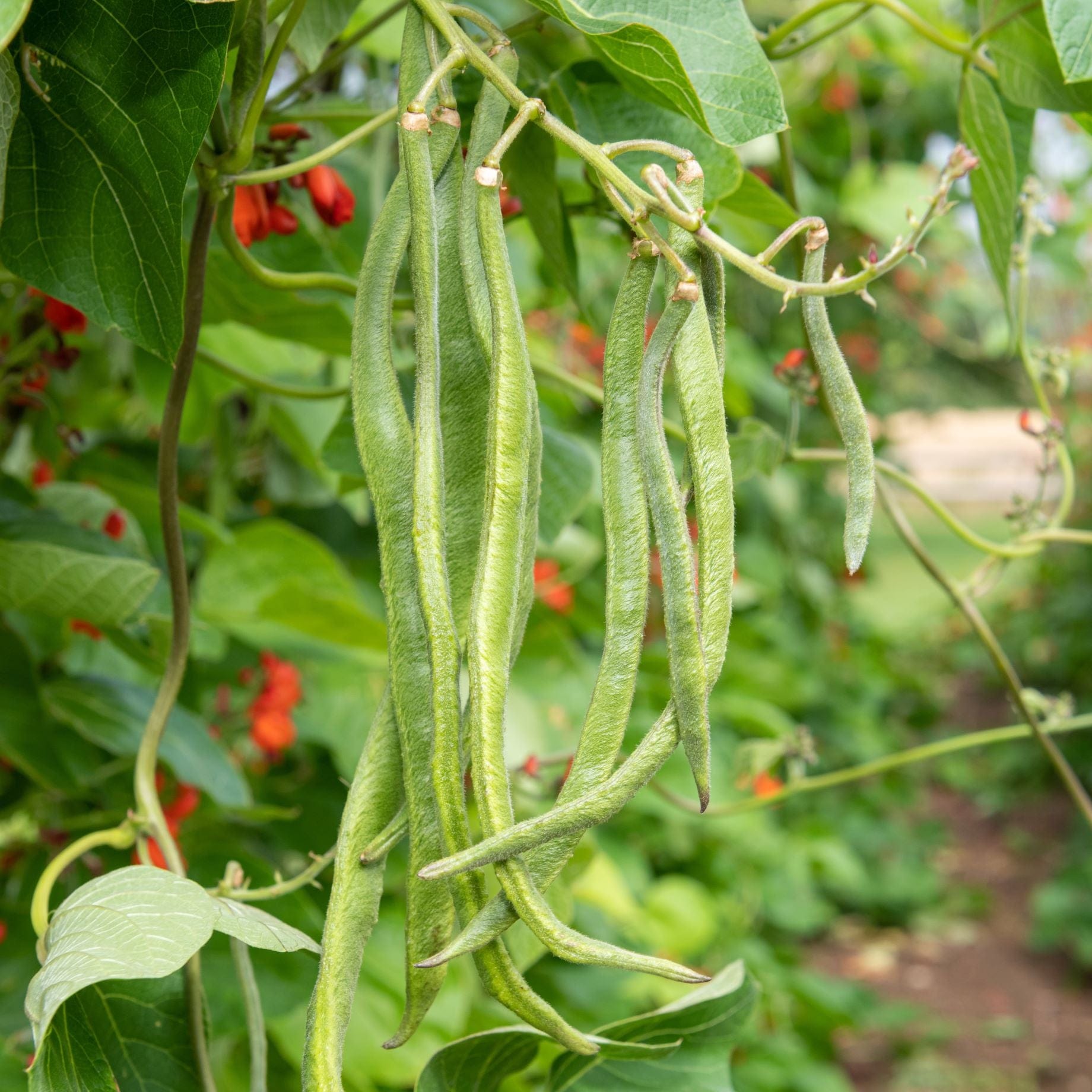 'Enorma' Runner Bean Plants