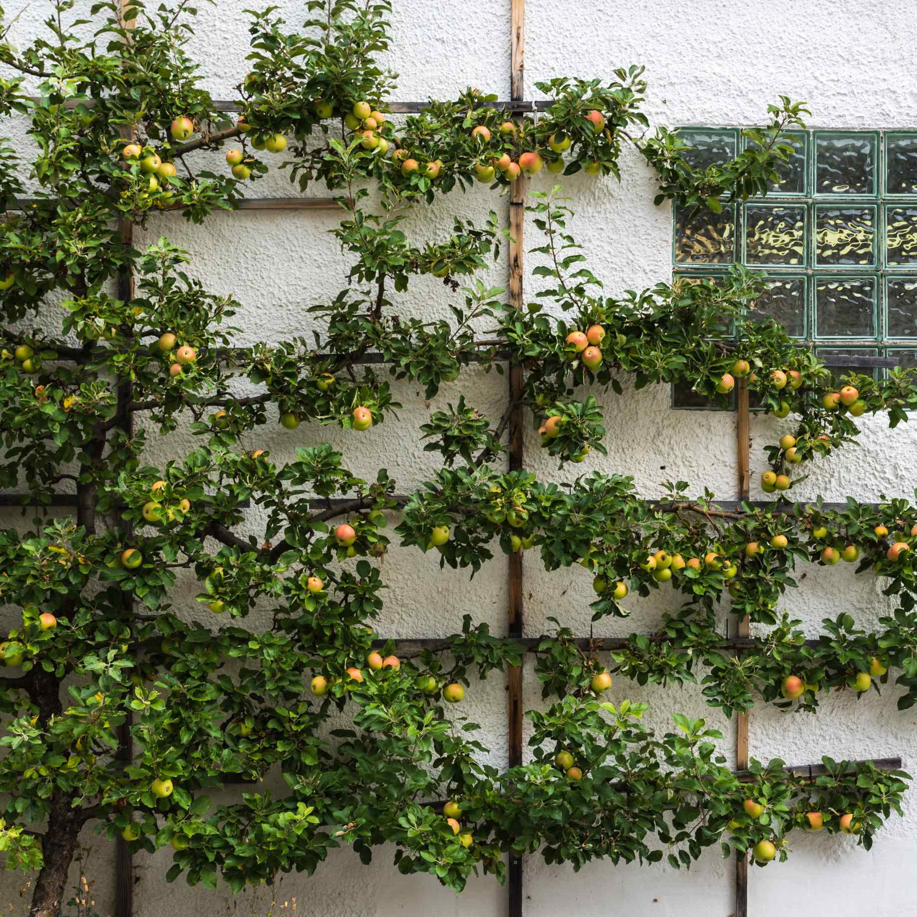 Espalier Apple Tree