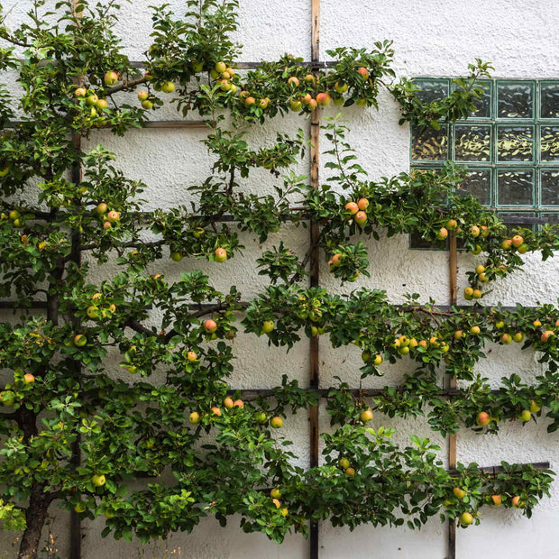 'Cox's Orange Pippin' Apple Tree Fruit Trees