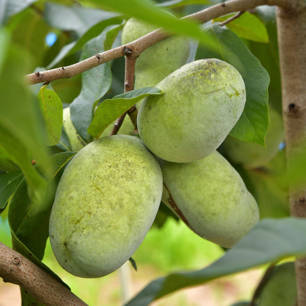 Paw-Paw Plant | Asimina Triloba Soft Fruit