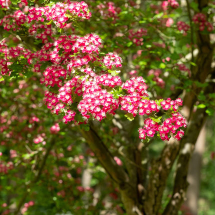 Midland Hawthorn Tree | Crataegus laevigata ‘Crimson Cloud’