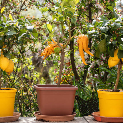 Hand of Buddha Citron Tree | Citrus medica digitata Soft Fruit