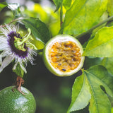 Passion Fruit Plant | Passiflora Edulis Soft Fruit