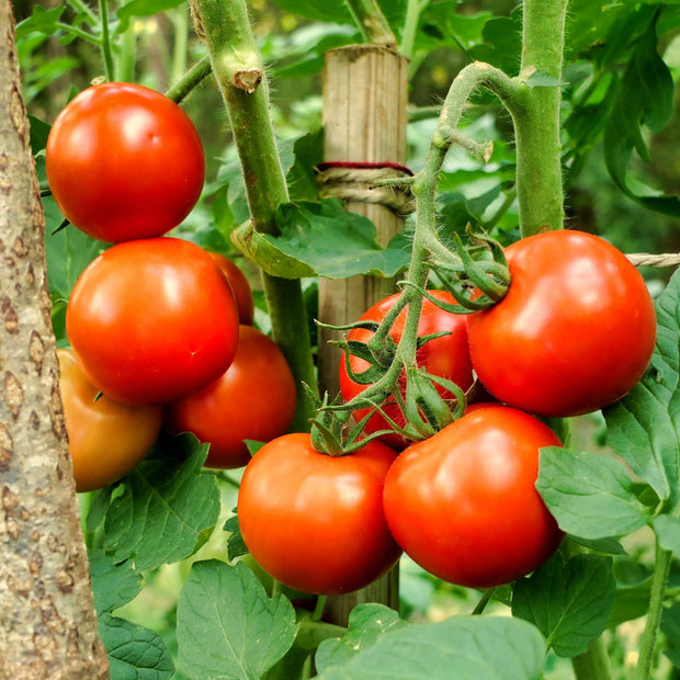 'Moneymaker' Tomato Plants