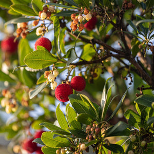 Strawberry Tree | Arbutus unedo Ornamental Trees