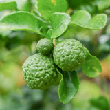 Makrut Lime Tree | Citrus hystrix Soft Fruit