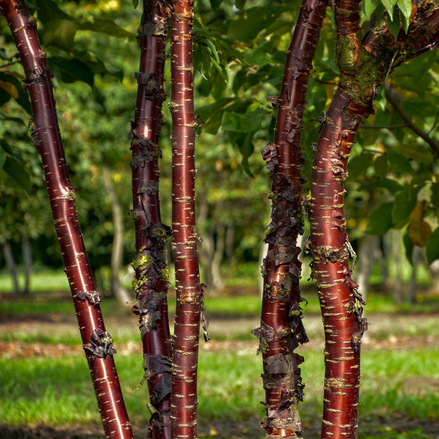 Multi Stem Tibetan Cherry Tree | Prunus Serrula Ornamental Trees