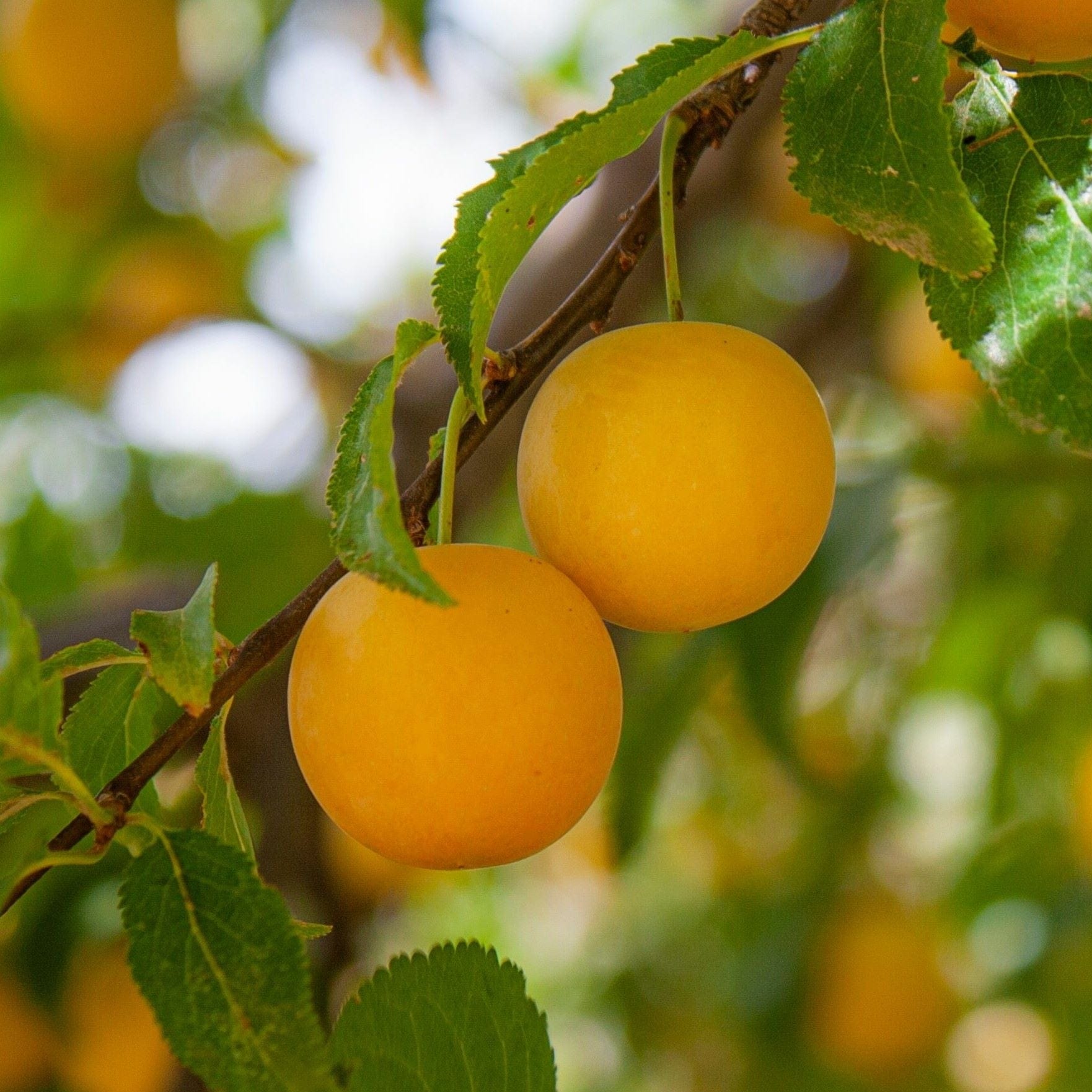 'Mirabelle Golden Sphere' Plum Tree