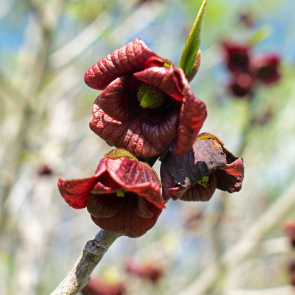 Paw-Paw Plant | Asimina Triloba Soft Fruit