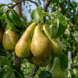 Conference' Pear Tree Fruit Trees