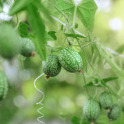 Cucamelon Plants Vegetables