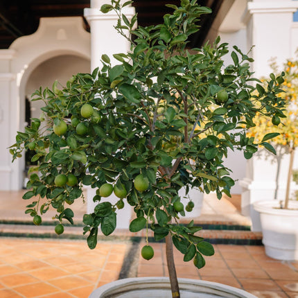 'Tahiti' Patio Lime Tree Trained Fruit Trees