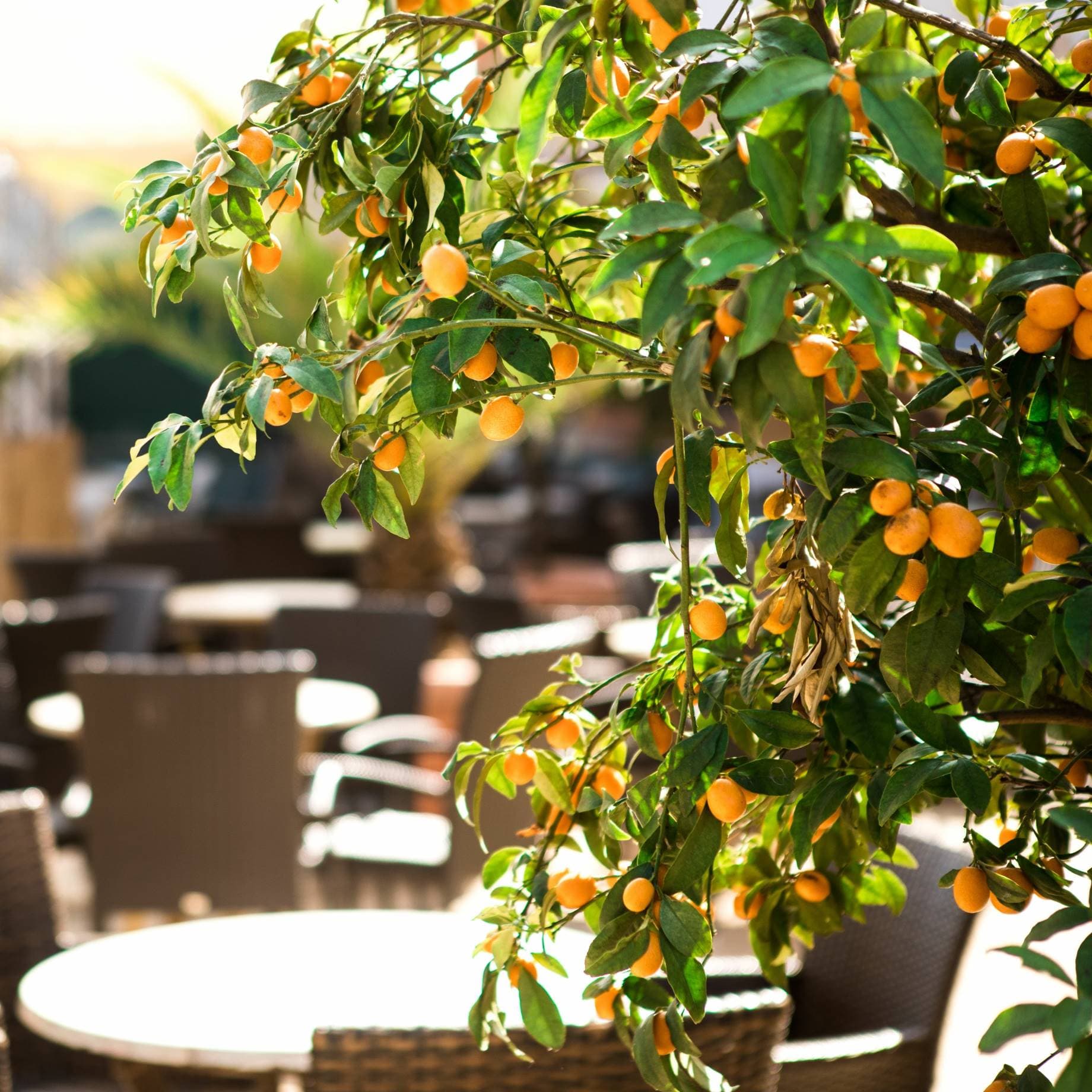 Patio Apricot Tree