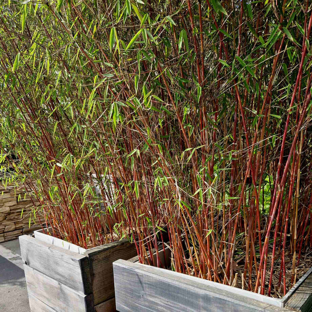 Red Bamboo | Fargesia scabrida 'Asian Wonder' Shrubs