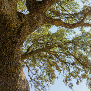 Evergreen Oak Tree | Quercus Ilex Ornamental Trees