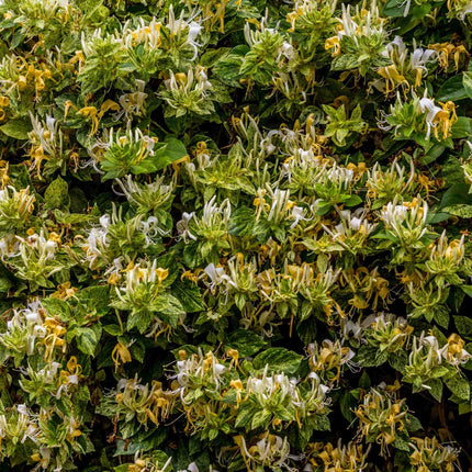 Japanese Honeysuckle | Lonicera japonica 'Mint Crisp' Climbing Plants