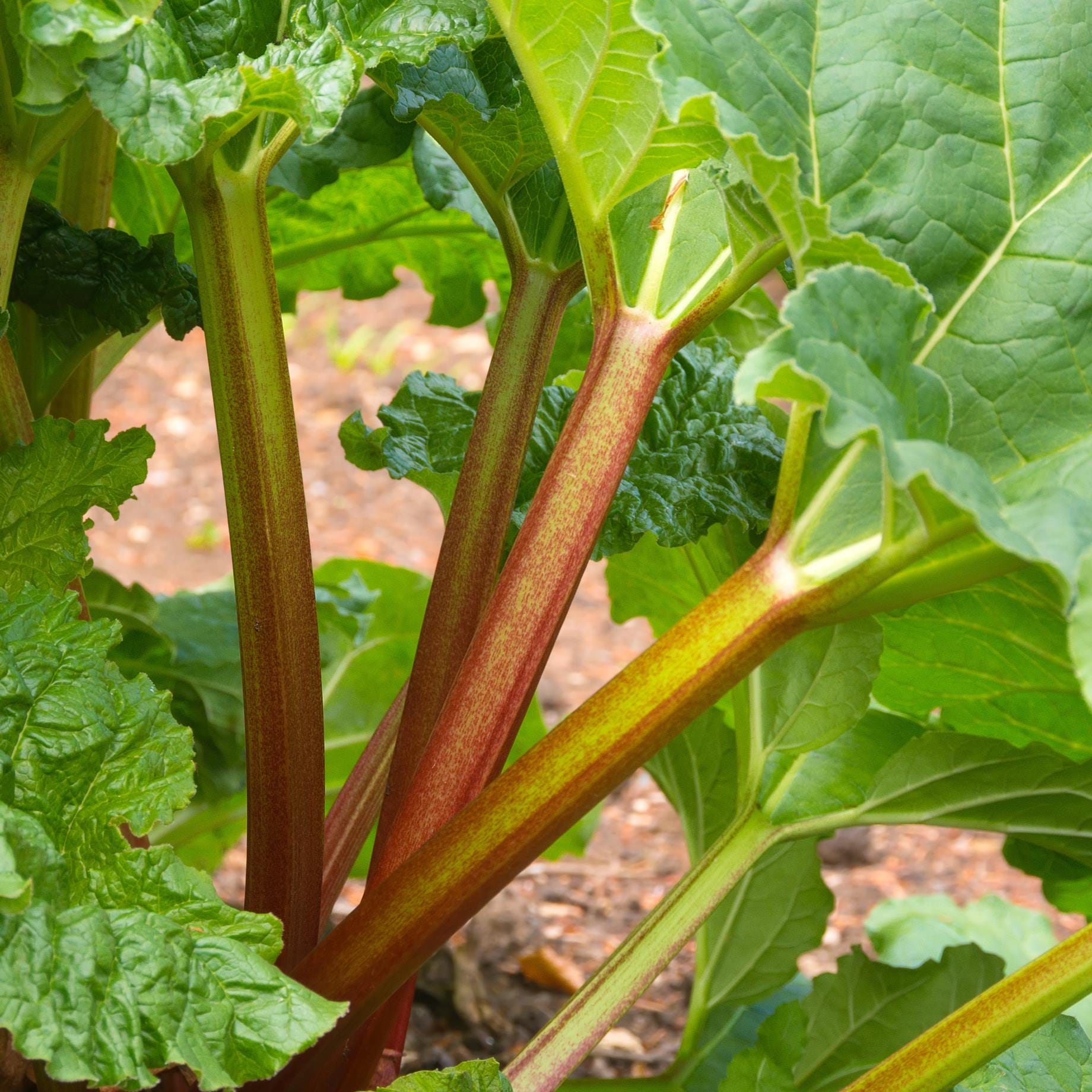 'Victoria' Rhubarb Plant