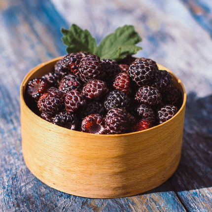 'Glencoe' Purple Raspberry Plants Soft Fruit