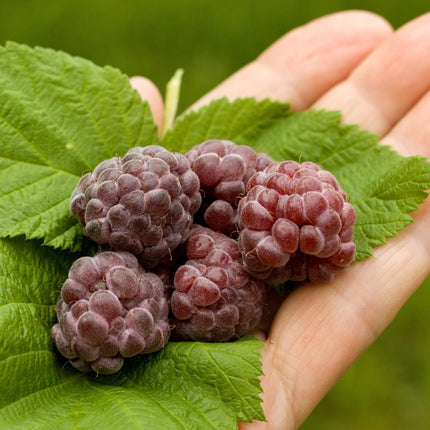 'Glencoe' Purple Raspberry Plants Soft Fruit