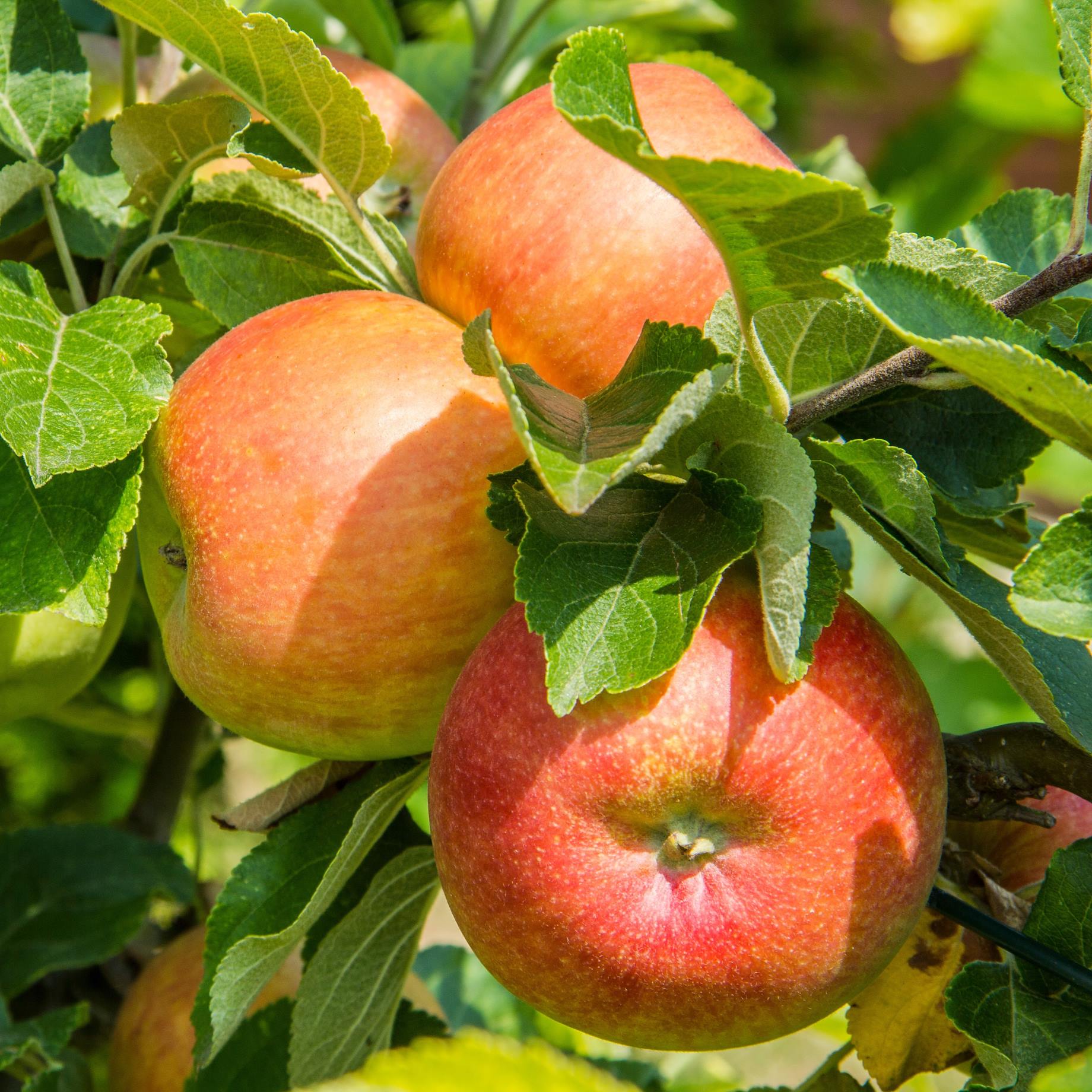 'James Grieve' Apple Tree