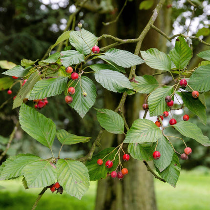 Whitebeam Tree | Sorbus aria 'Lutescens' Ornamental Trees