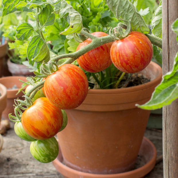 'Tigerella' Tomato Plants Vegetables