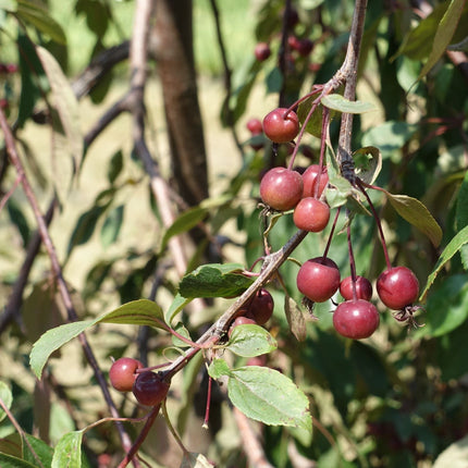 Purple Weeping Crabapple Tree | Malus 'Royal Beauty' Ornamental Trees