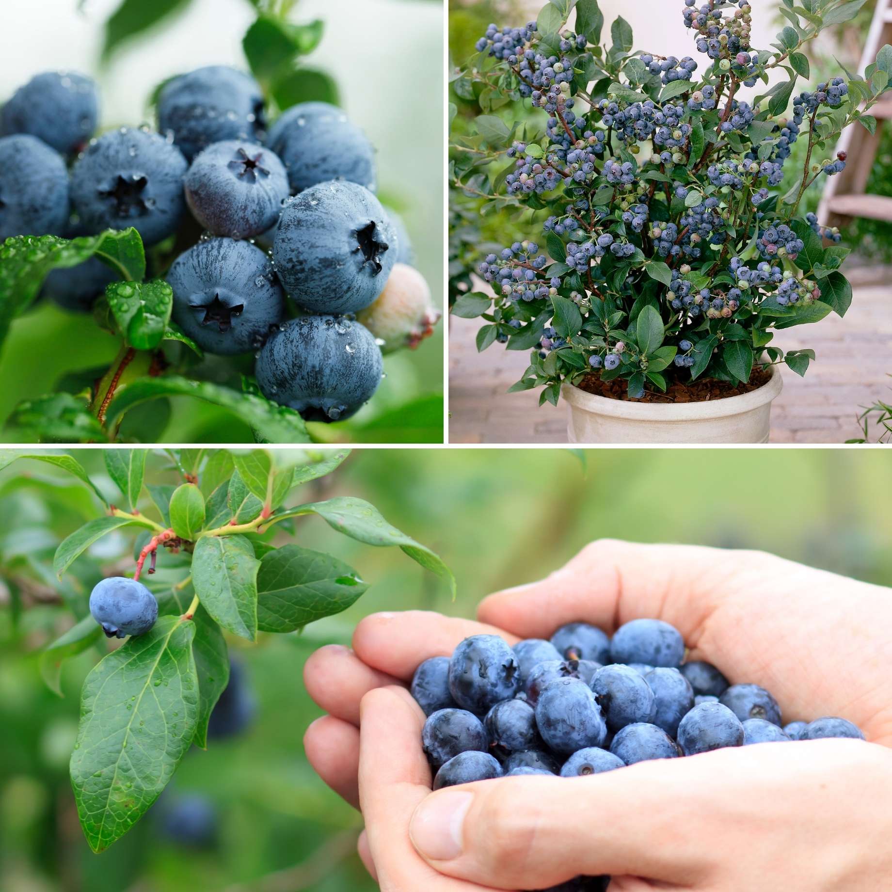 All Season Blueberry Plants Collection