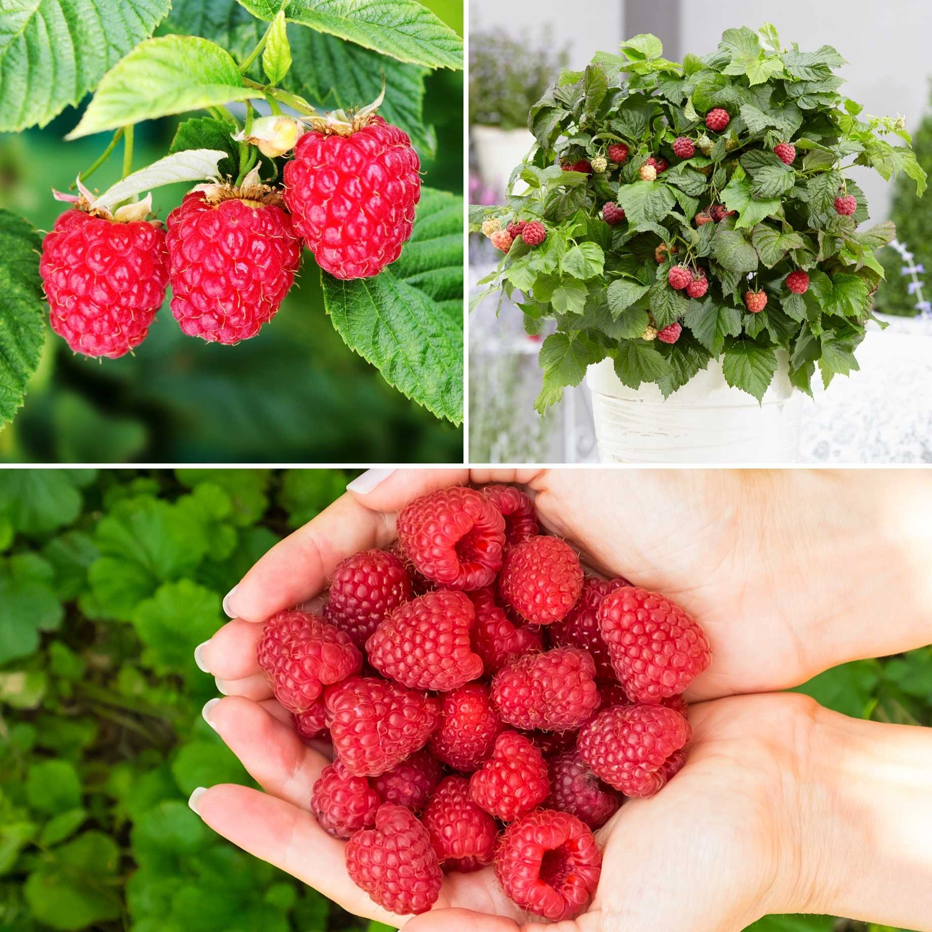 All Season Raspberry Plants Collection