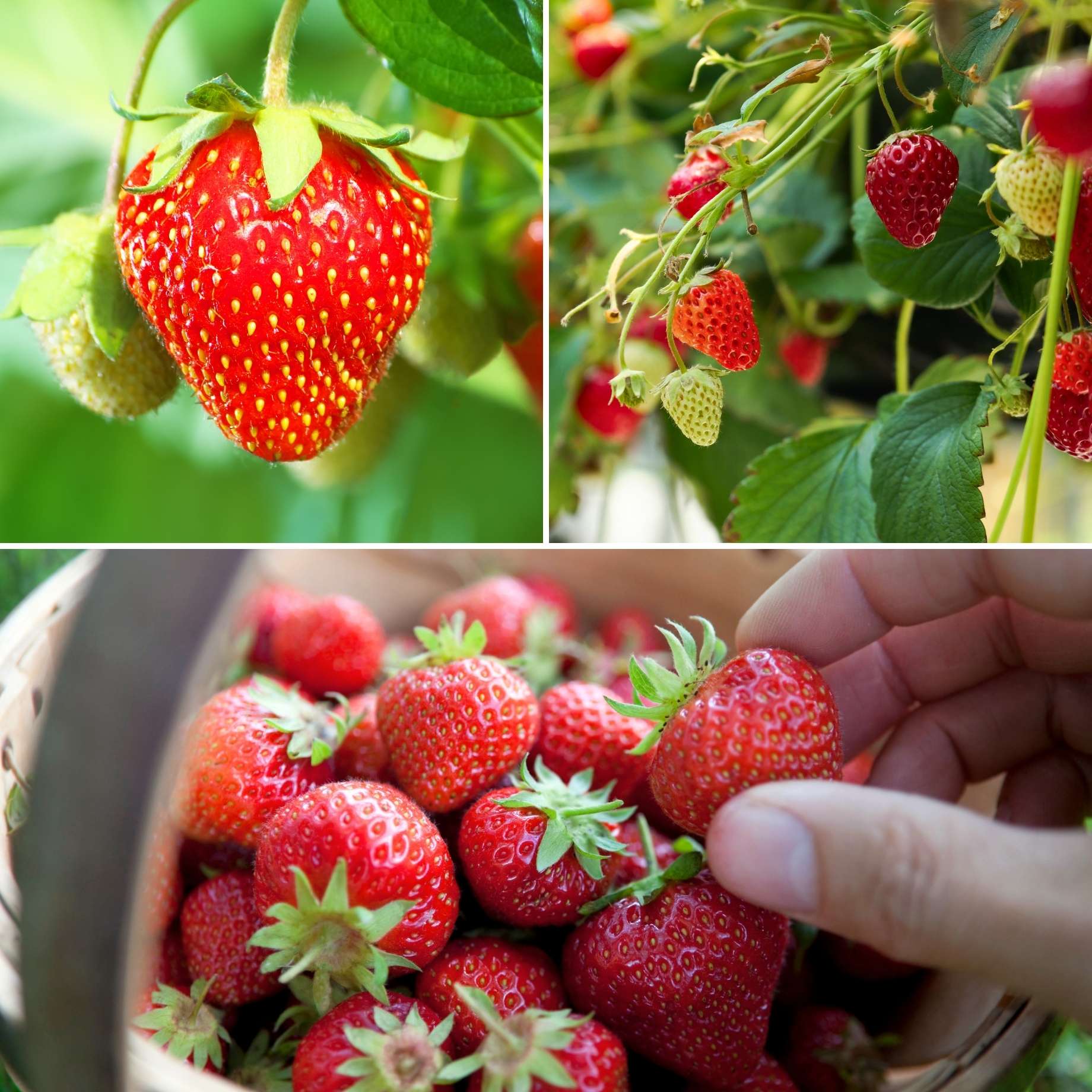 All Season Strawberry Plants Collection