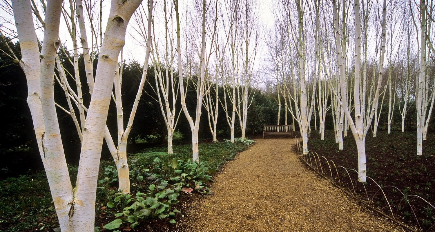 Anglesey Abbey - February Garden of the Month