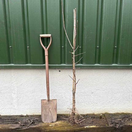 'Queen Cox' Apple Tree Fruit Trees