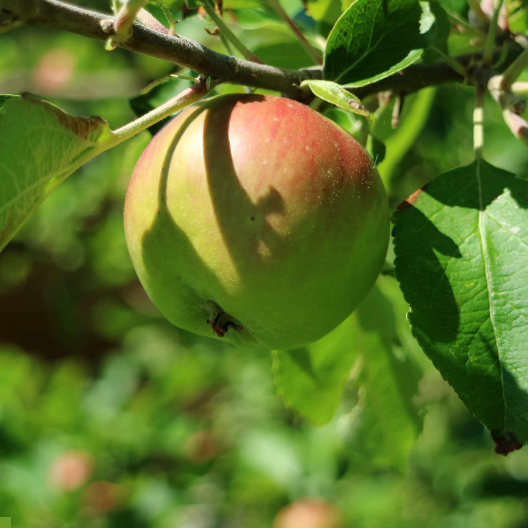 'Bramley's Seedling Clone 20' Apple Tree