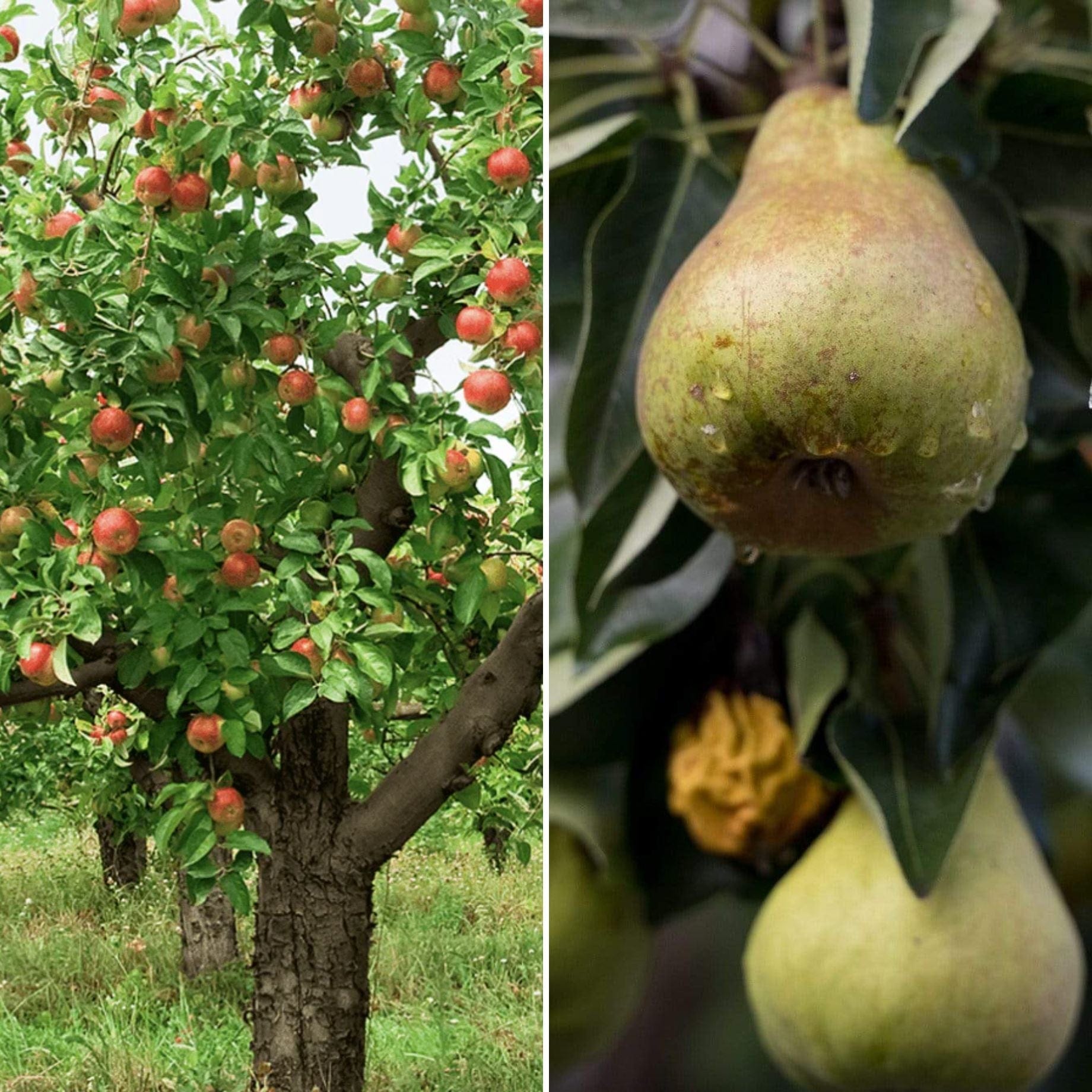 Apple and Pear Trees | Perfect Partners